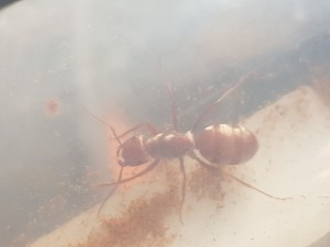 Gyne, [Blog] Cataglyphis bombycina