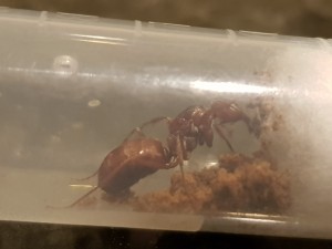 Première oeuf, [Blog] Cataglyphis bombycina