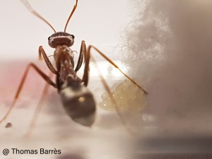 Première ponte, [Blog] Cataglyphis bombycina