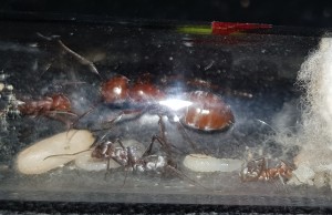 Première ouvrière, [Blog] Cataglyphis bombycina