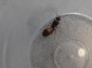 [Lasius lasioides] Demande d'identification d'une gyne trouvée en Ardèche, 20220624_094404.jpg