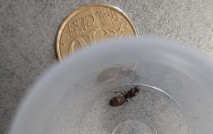 [Lasius lasioides] Demande d'identification d'une gyne trouvée en Ardèche, 20220624_094558.jpg