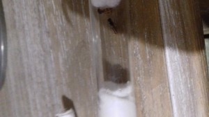 2, [Blog] Les pheidole pallidula de fourmilys