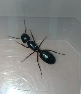 Gyne ?, [Camponotus herculeanus, Formica s. str] Gyne noir legerement rougeatre sous le thorax