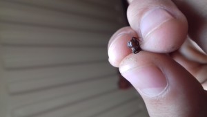 3, [Polyergus rufescens] Gyne peut être esclavagiste
