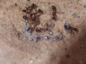 Pheidole noda, [Blog] Pheidole noda