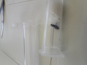 Gyne, [Lasius sp. noire] Gyne d'un essaimage massif