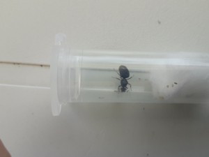 Gyne, [Lasius sp. noire] Gyne d'un essaimage massif