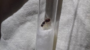 1, [Blog] Les pheidole pallidula de fourmilys