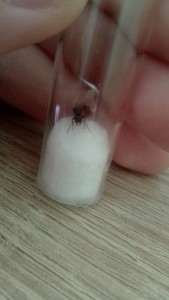 [Lasius sp. noire] Gyne noire 9 mm, IMG_20220709_160059.jpg