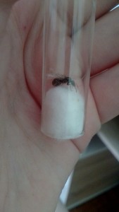 [Lasius sp. noire] Gyne noire 9 mm, IMG_20220709_160144.jpg