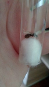 [Lasius sp. noire] Gyne noire 9 mm, IMG_20220709_160149.jpg