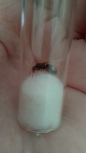 [Lasius sp. noire] Gyne noire 9 mm, IMG_20220709_160237.jpg