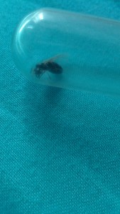 [Lasius sp. noire] Gyne noire 9 mm, IMG_20220709_171748.jpg