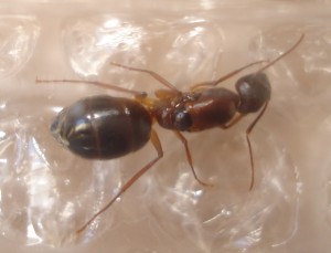Le gastre bizarre..., Les Camponotus de funkyben