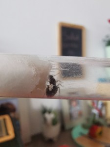 [Lasius emarginatus] Quelle espèce ?, IMG_20220713_181609_1.jpg