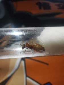 3, [Lasius emarginatus] Quelle espèce ?