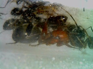 [Blog] Formica et Polyergus de Lenoil, Snap_090.jpg