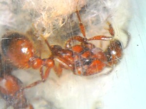 [Blog] Formica et Polyergus de Lenoil, Snap_077.jpg