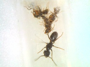 [Blog] Formica et Polyergus de Lenoil, Snap_060.jpg