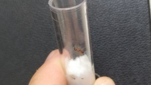 [Myrmica sp.] Petite gyne trouvée dans l'herbe en Bretagne., IMG_20220726_152551[1].jpg
