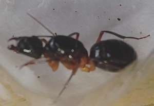 [Camponotus sp.] Identification de cette/ces indonesiennes?, IMG_20220725_100033.jpg