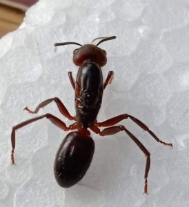 [Camponotus sp.] Identification de cette/ces indonesiennes?, IMG_20220725_095833.jpg