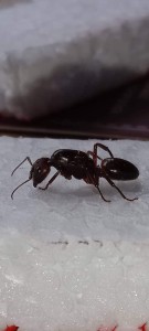 [Camponotus sp.] Identification de cette/ces indonesiennes?, received_832884771431140.jpeg