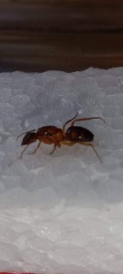 [Camponotus sp.] Identification de cette/ces indonesiennes?, received_549320753597709.jpeg