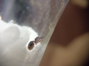 [Aphaenogaster subterranea] Identification Gyne en IDF, IMG_20220731_094229.jpg