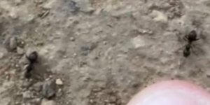 [Lasius sp. noire] Identification d'une gyne près d'un étang, fourmi.png