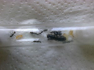 Stock viande, gyne et filles, [Blog] Camponotus vagus de Naoh