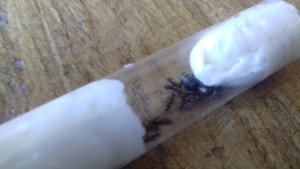 6, [Blog] Formica rufibarbis de fourmilys