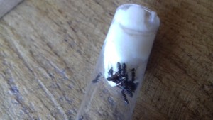 4, [Blog] Formica rufibarbis de fourmilys