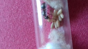 2, [Blog] Formica rufibarbis de fourmilys