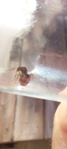 [Aphaenogaster subterranea] Gyne trouvée dans une piscine (Vendée), Screenshot_20220807-112540_Gallery.jpg