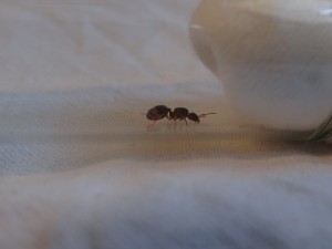 photo 4 (profil), [Aphaenogaster subterranea] Gyne noire/marron trouvée sur ma terrasse (aphaenogaster?)