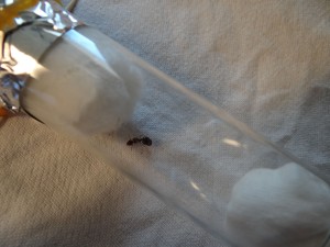 photo 9, [Aphaenogaster subterranea] Gyne noire/marron trouvée sur ma terrasse (aphaenogaster?)