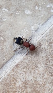 Aide à l'identification d'une curieuse grosse fourmi, 20220811_193557.jpg