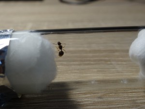 gyne de dos, [Aphaenogaster subterranea] Gyne noire/marron trouvée sur ma terrasse (aphaenogaster?)