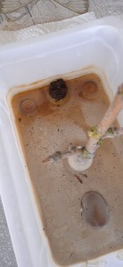 De l'eau croupie, [Blog] Lasius sp. noire de Martin