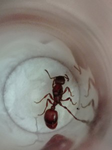 Vue du dessus, [Manica rubida?]Gyne des montagnes Isèroises