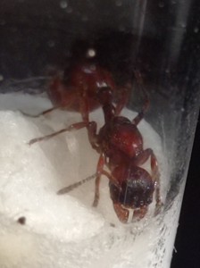 Gros plan de la tête, [Manica rubida?]Gyne des montagnes Isèroises