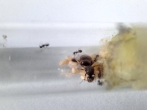 Fondation, [Lasius sp. noire] Gyne de fin juin
