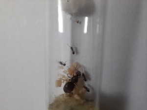 [Lasius sp. noire] Gyne de fin juin, 20220815_131845.jpg
