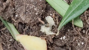 Une petite fondation de Crématogaster dans mon pot d'olivier à la maison, fourmilière 3.jpeg