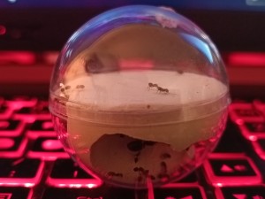 Ajaccio nid, Avis sur un nid