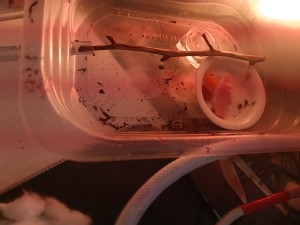 ADC Paris, Avis sur un nid