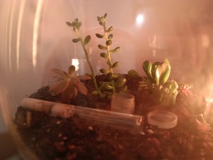 futur ADC scutellaris sans doute, Avis sur un nid