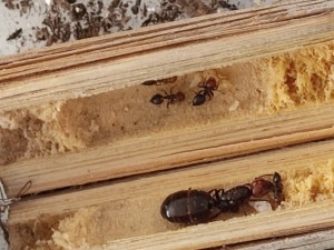 Une petite fondation de Crématogaster dans mon pot d'olivier à la maison, 1661081068470.jpg
